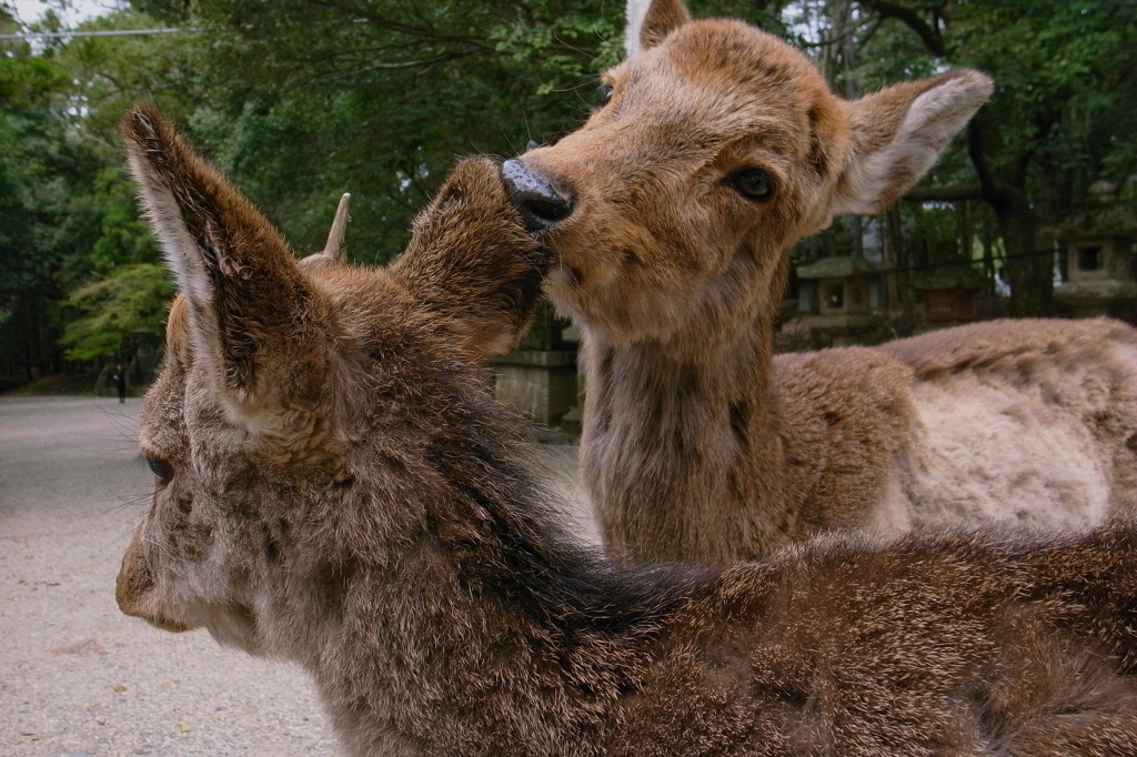 奈良公園の鹿