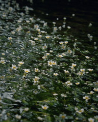IMG_5185_i