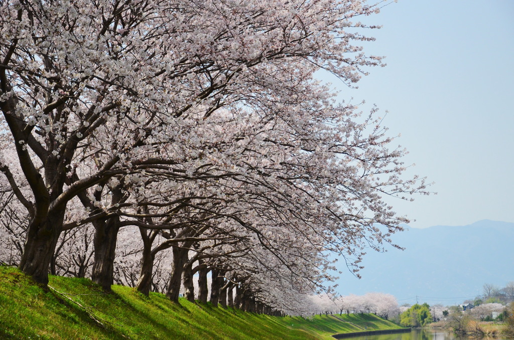 桜並木_1