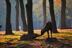 奈良公園の秋 2