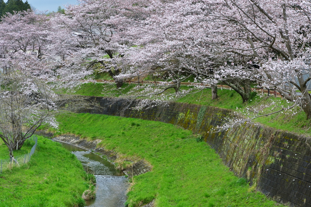 桜