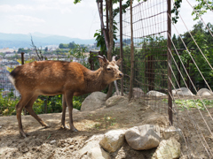 飯田市立動物園　5