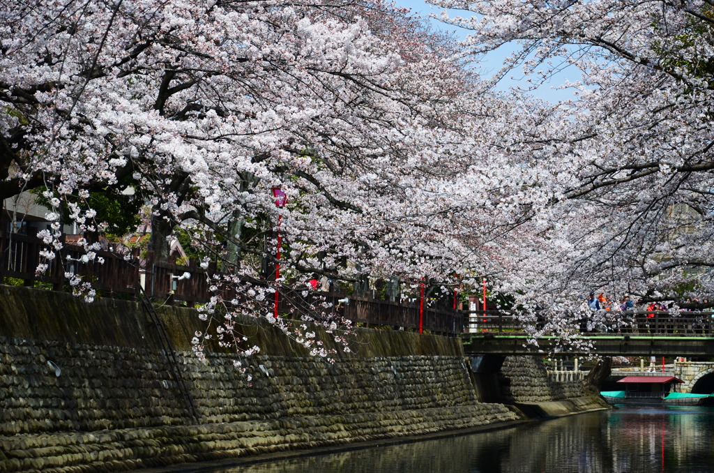 水門川の桜_5