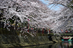 水門川の桜_5
