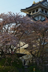 墨俣一夜城の桜