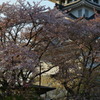 墨俣一夜城の桜