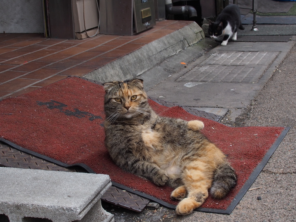猫
