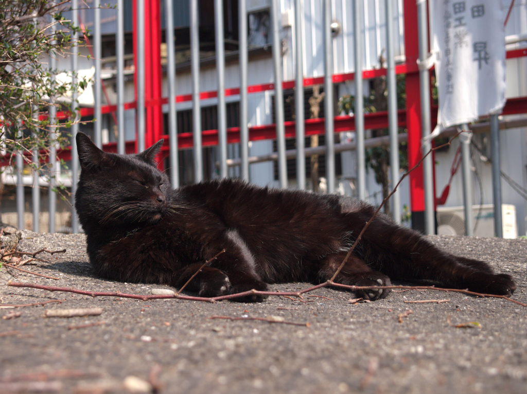 猫