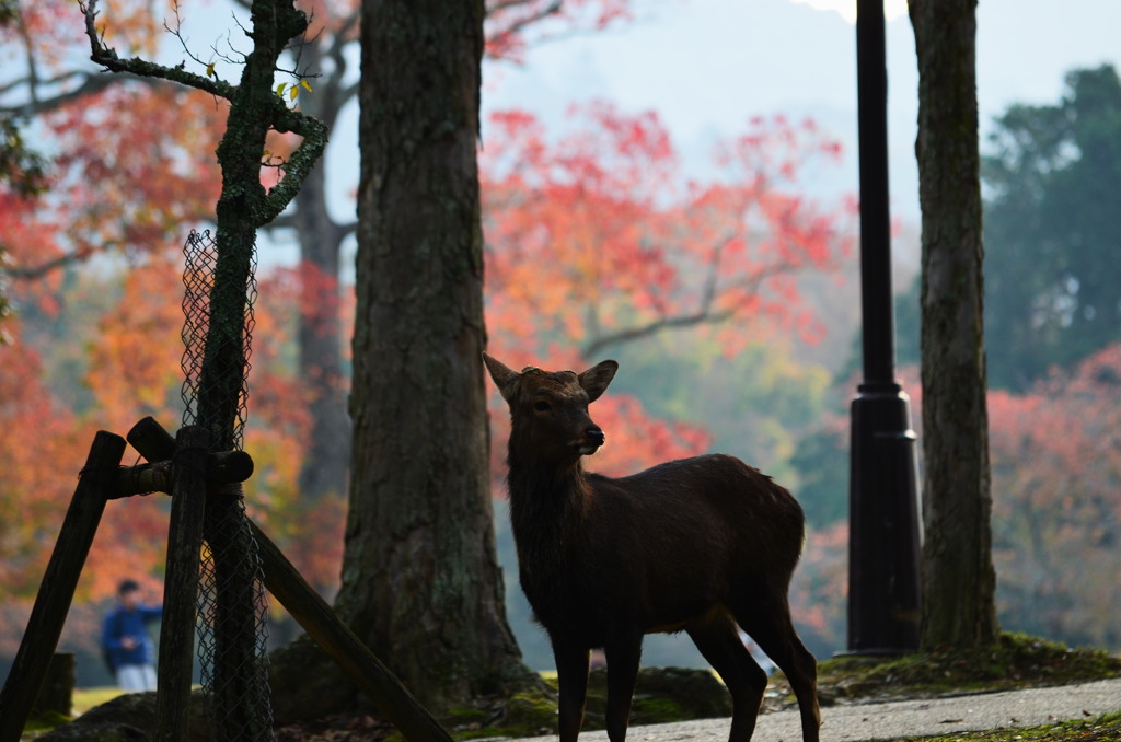 奈良公園の秋 5