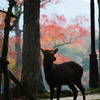 奈良公園の秋 5