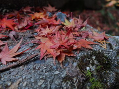紅葉