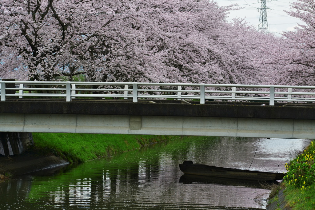 中須川の桜