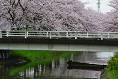 中須川の桜