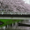 中須川の桜
