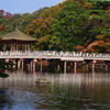 奈良公園の秋 6