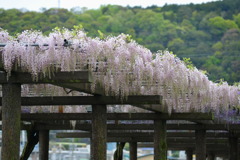 赤坂スポーツ公園の藤_1