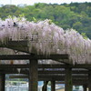 赤坂スポーツ公園の藤_1