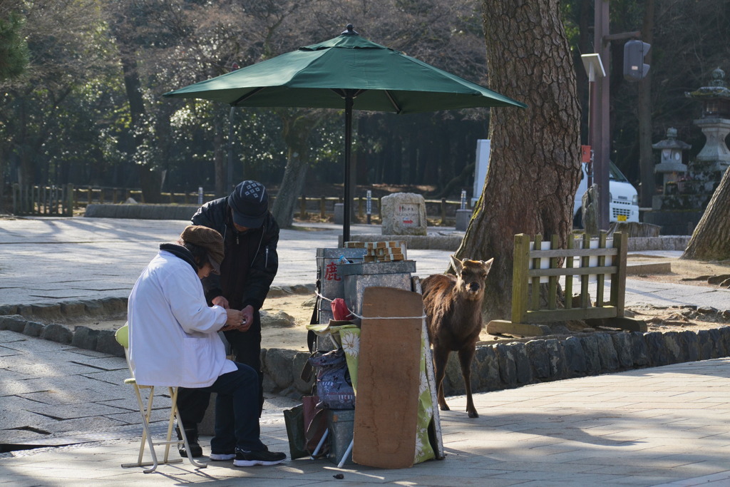 3月の奈良公園 6