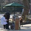 3月の奈良公園 6