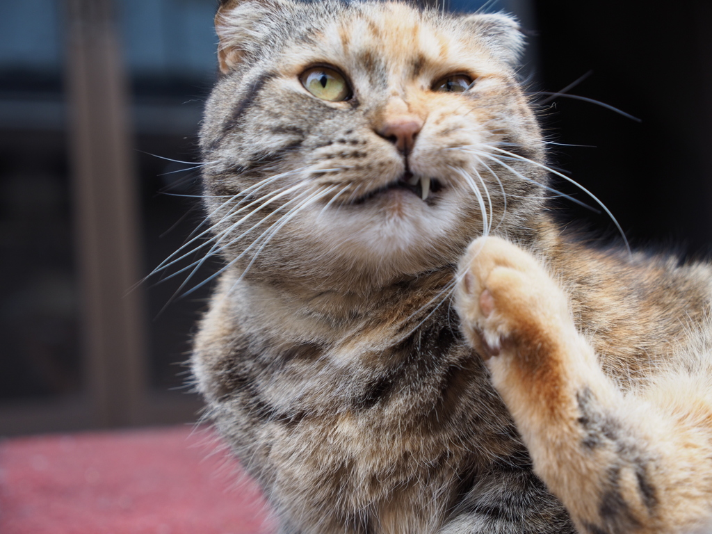 猫