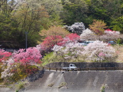 はなもも