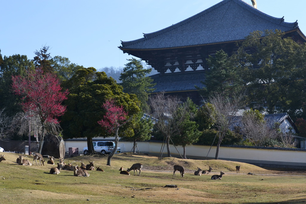 3月の奈良公園 8
