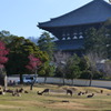 3月の奈良公園 8