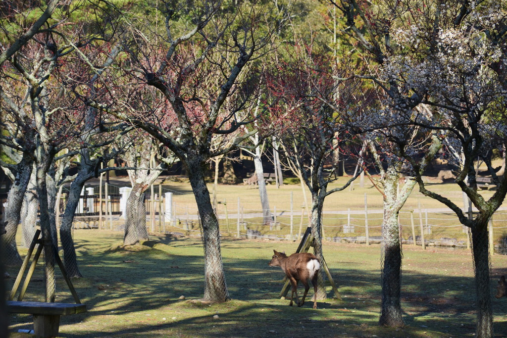 3月の奈良公園 5