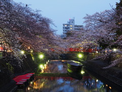 水門川の桜 1