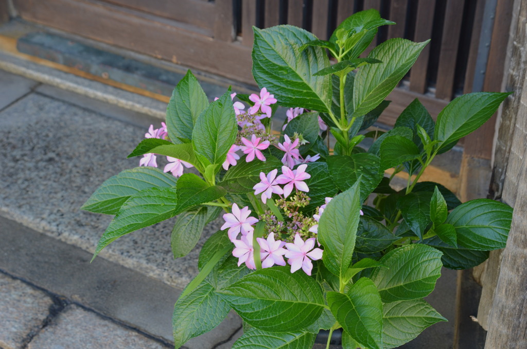 紫陽花でお出迎え