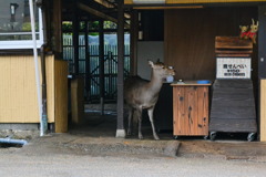 開店前