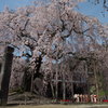 舞台桜　2