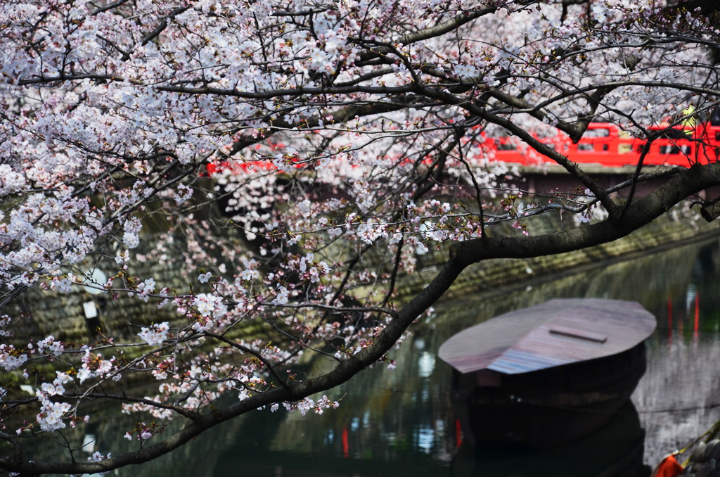 水門川の桜_2