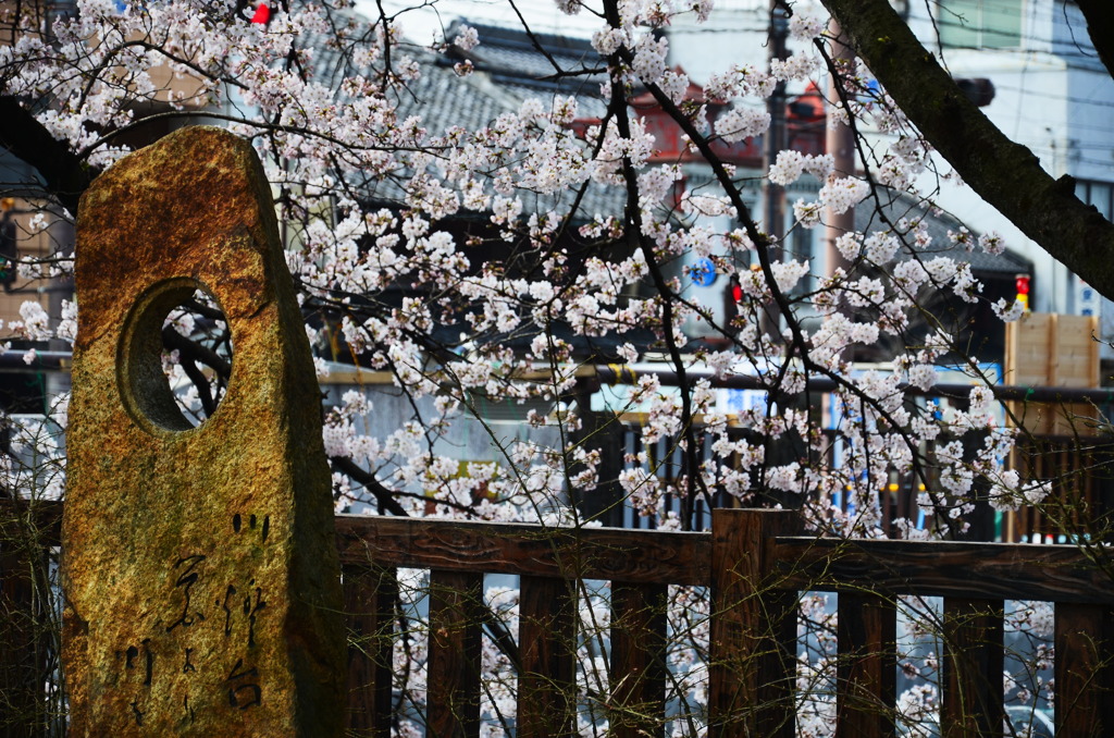 水門川の桜_1