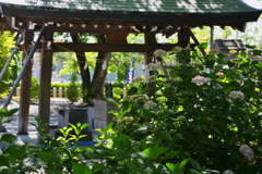 紫陽花と手水舎