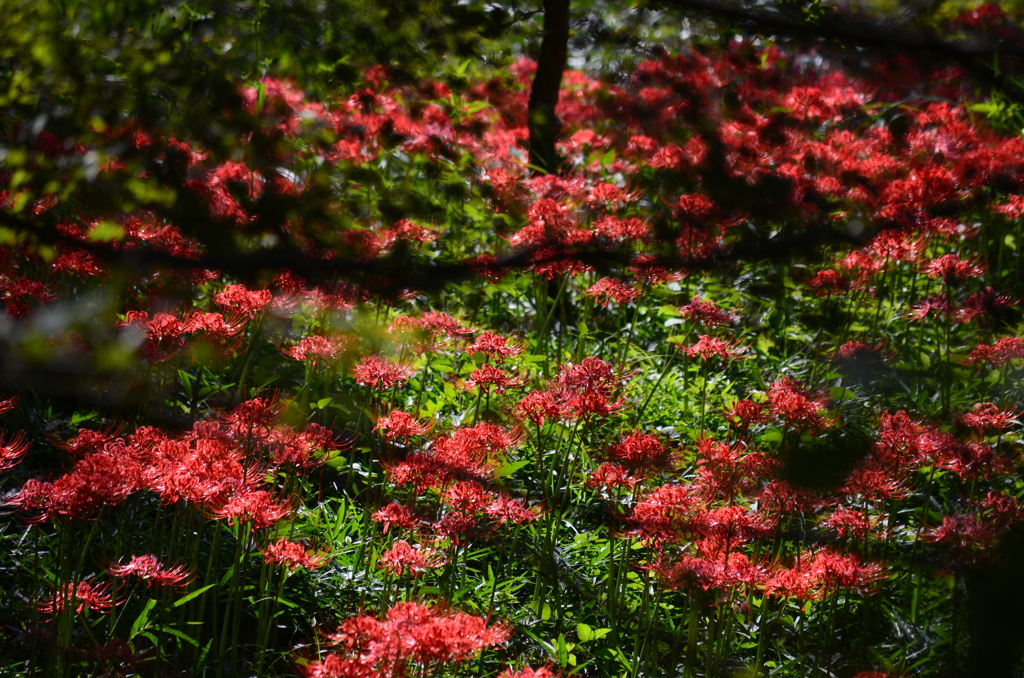 金生山の彼岸花 2