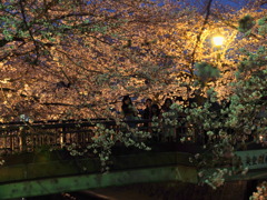 水門川の桜 5
