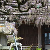 竹鼻別院の藤