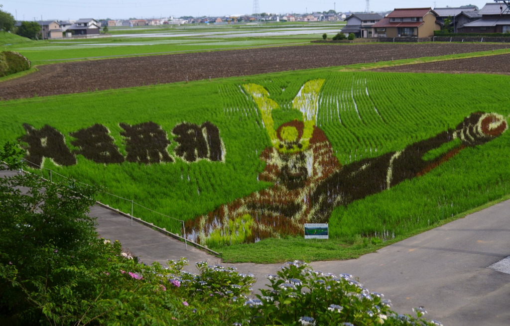 田んぼアート