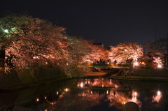 水門川の桜_10