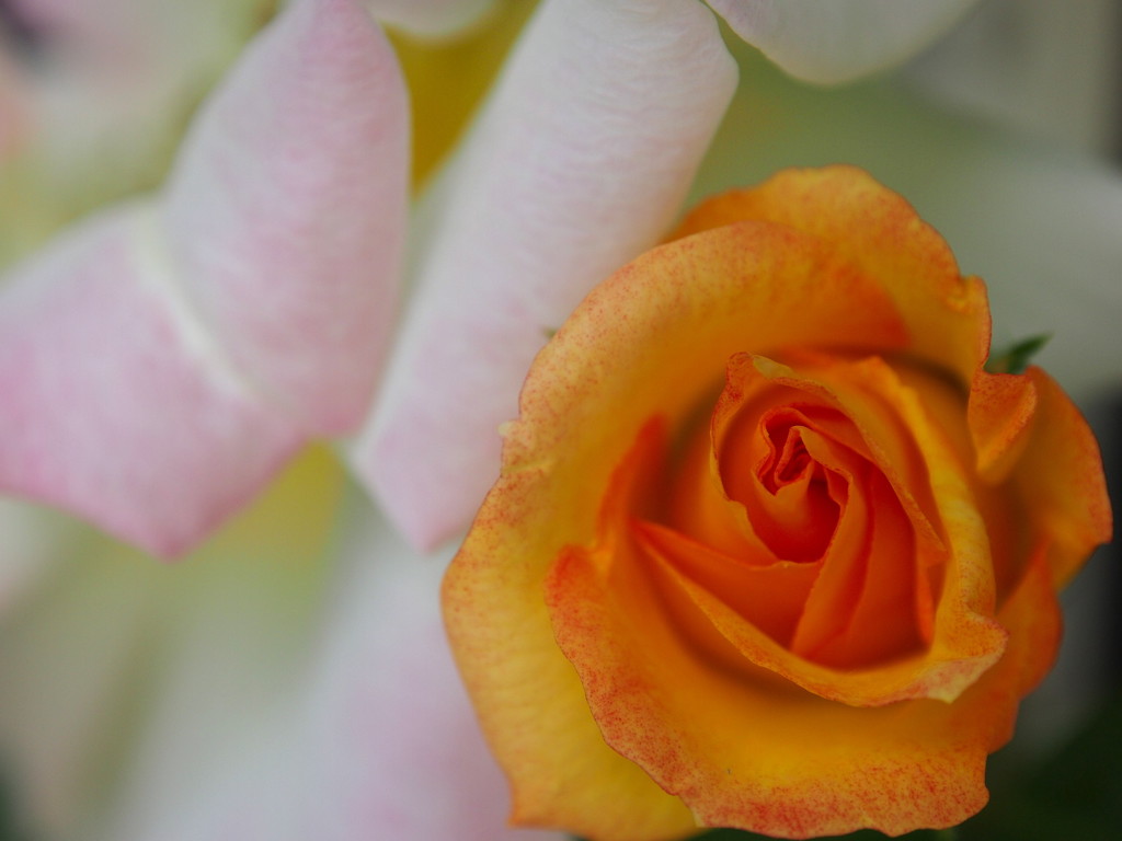 薔薇
