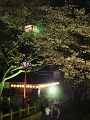 水門川の桜 8