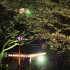 水門川の桜 8