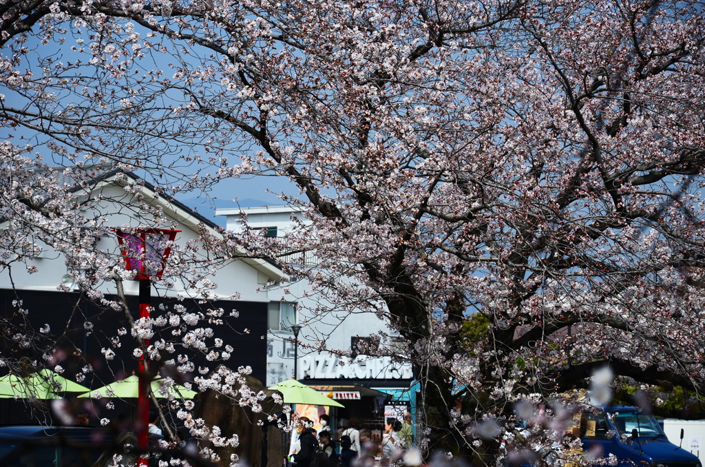 水門川の桜_4