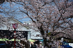水門川の桜_4