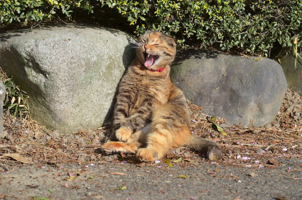ひなたぼっこ 2