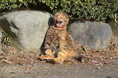 ひなたぼっこ 2