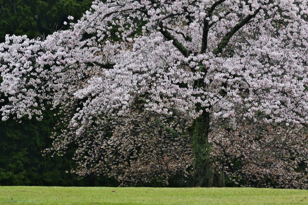 奈良公園 5