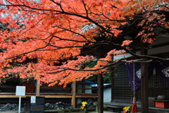紅葉　2016_3