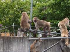 飯田市立動物園　4